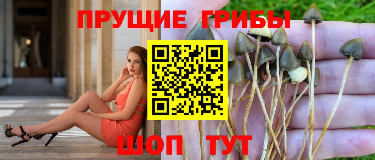 Советский  Псилоцибиновые грибы прущие грибы  Вход с VPN 